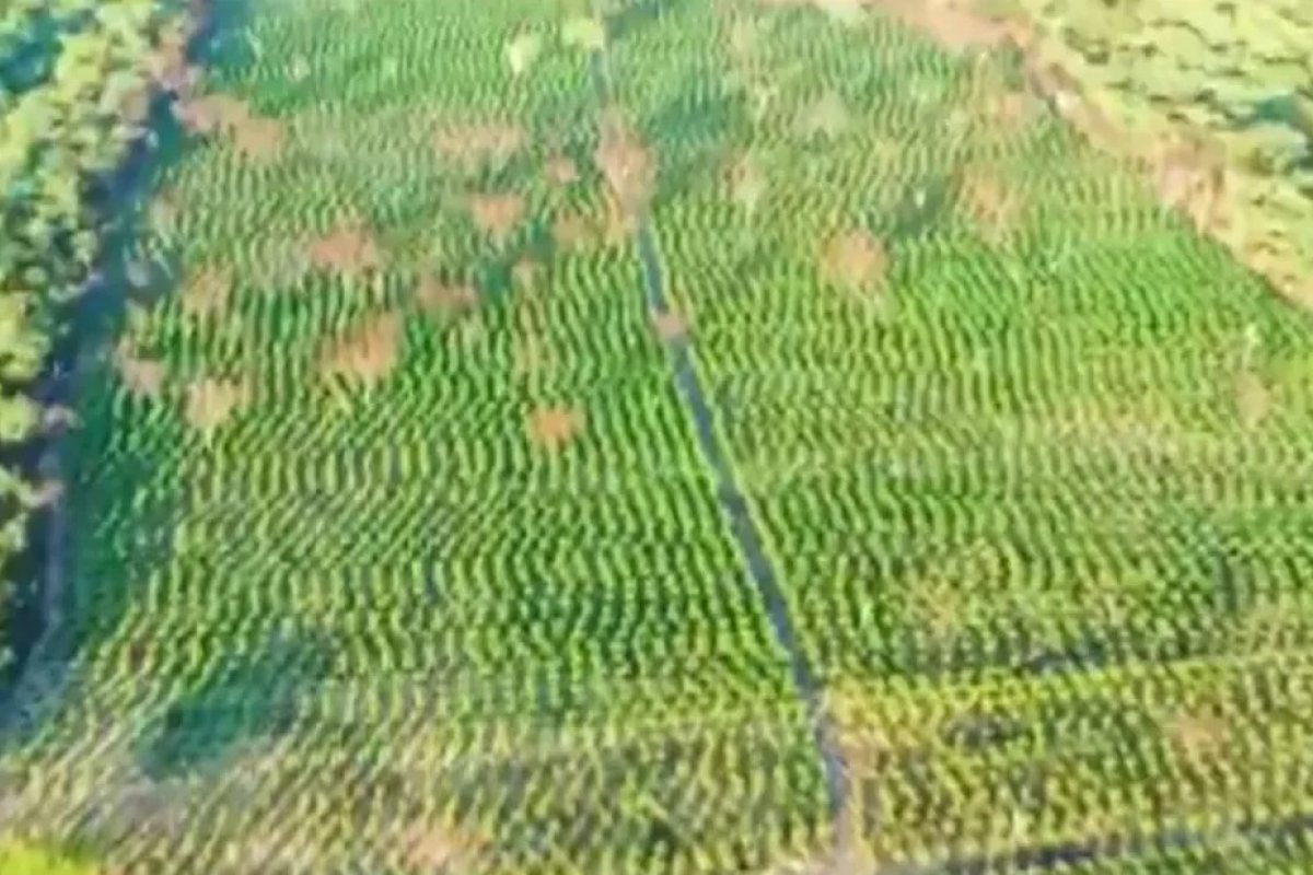 Durante operação da PM, cerca de 200 mil pés de maconha são destruídos no norte da Bahia