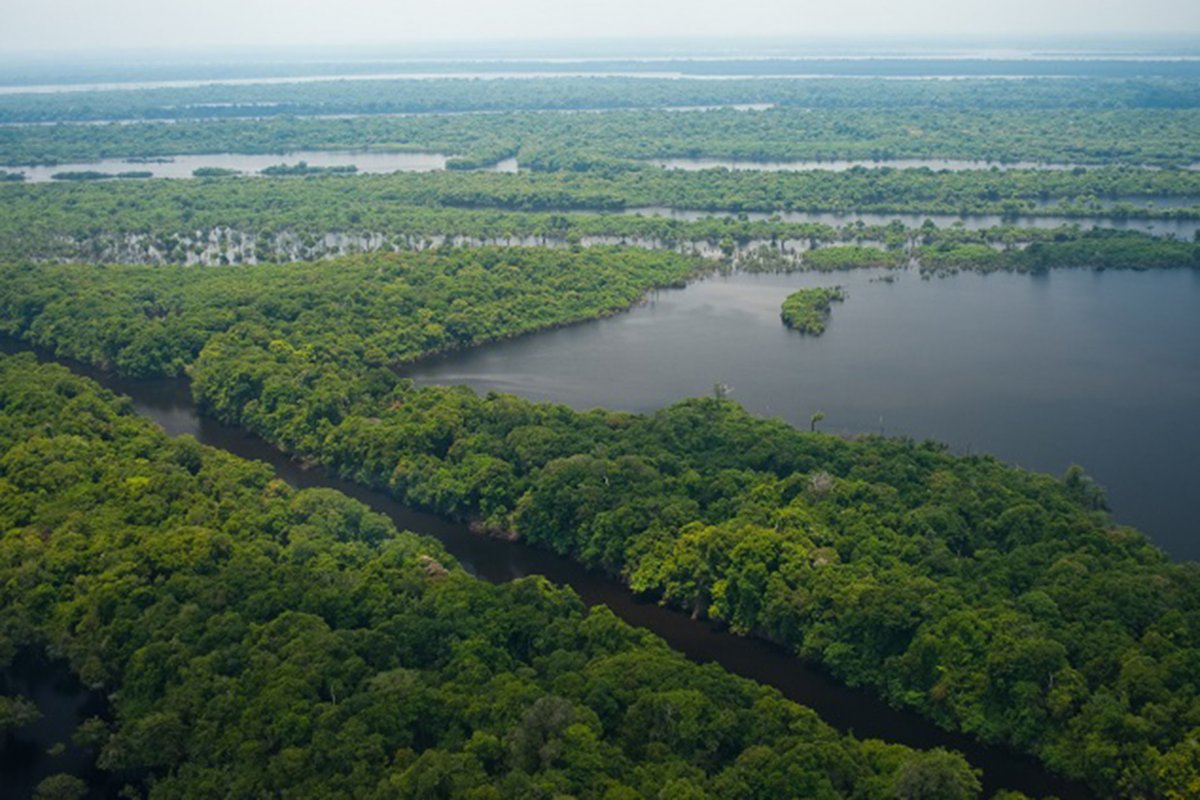 ONU revela redução em taxa de desmatamento nas últimas duas décadas