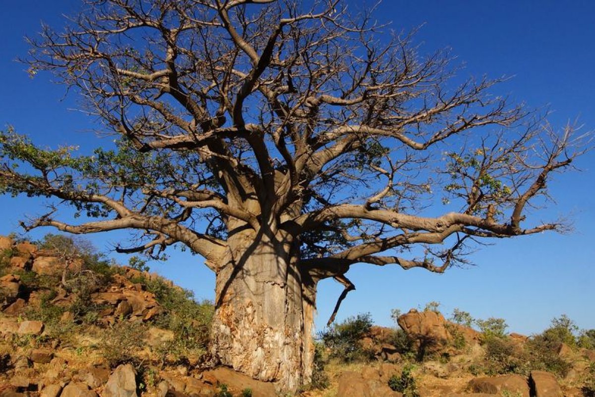 ONU aponta urgência global para salvar 1 bilhão de hectares de terras