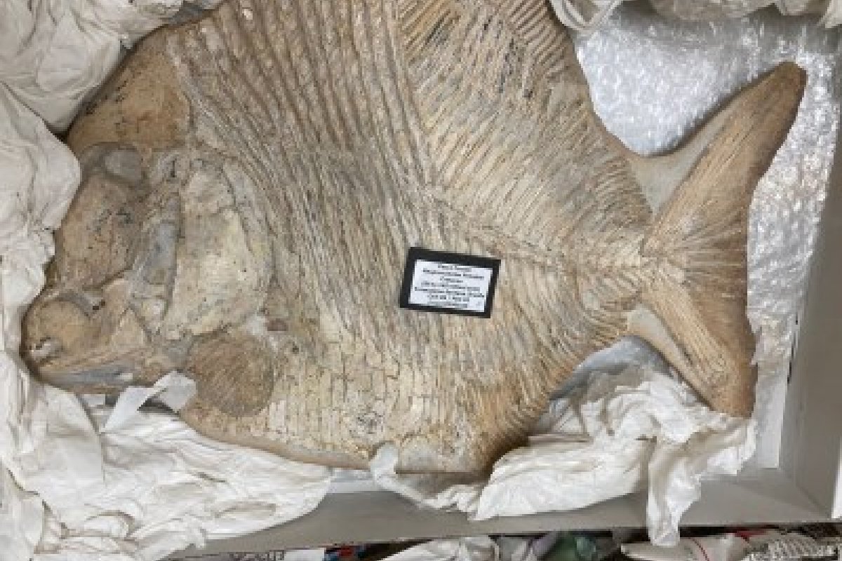 Urca vai receber fóssil brasileiro com mais de 100 milhões de anos repatriado