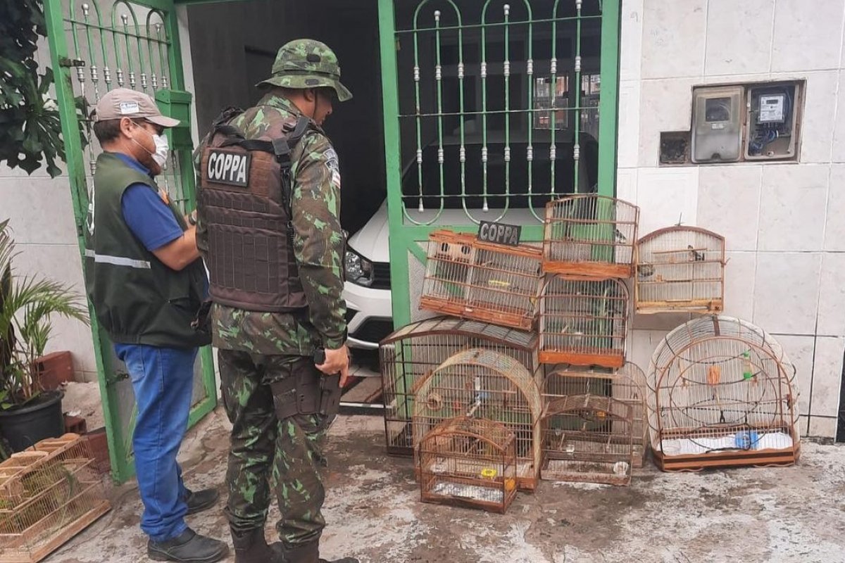 Durante operação, PMs resgatam 73 animais silvestres, em Salvador e Região Metropolitana