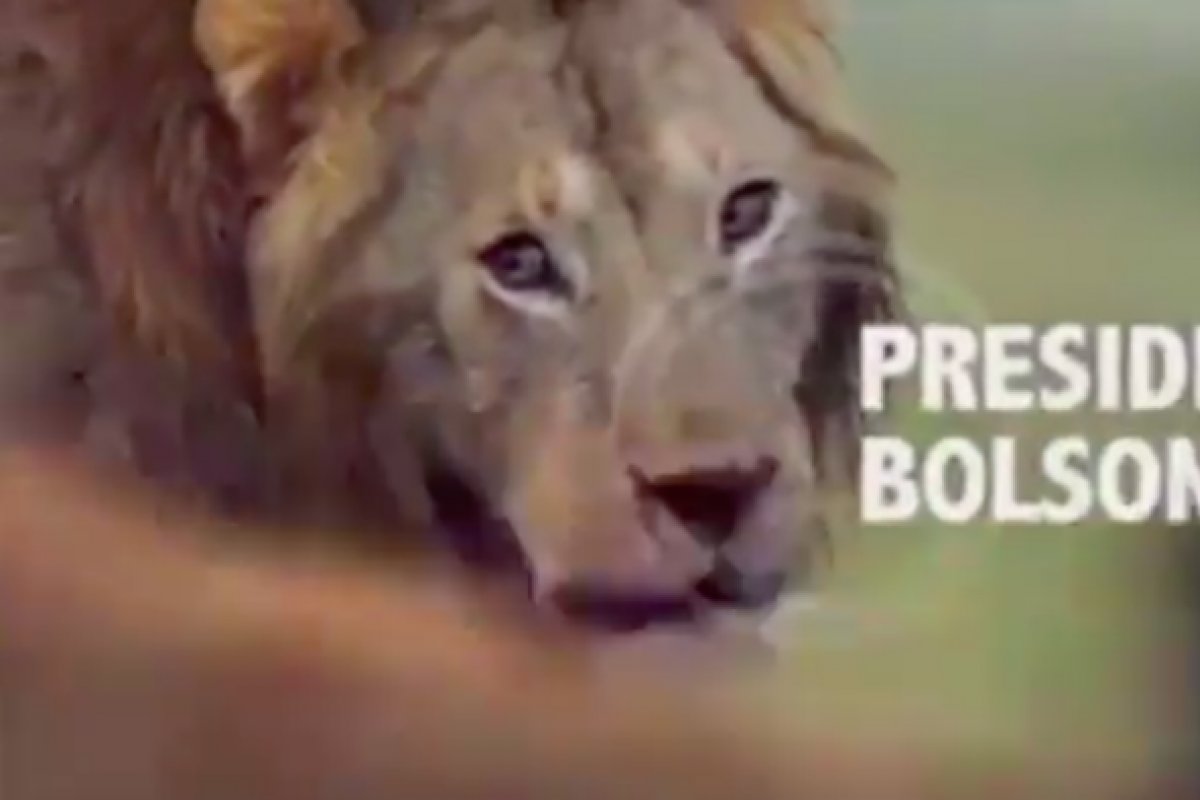 Em vídeo, Bolsonaro faz analogia com Leão cercado por hienas (STF, Globo, PSL e Isentão)