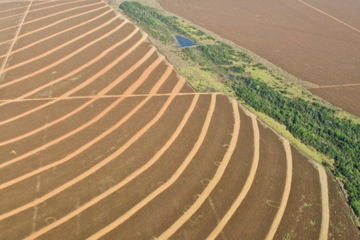 Projeto da ONU busca preservar a floresta amazônica no Maranhão