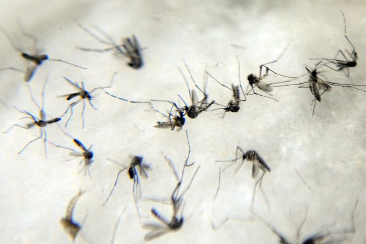 Brasil registra média de 6 mil casos de dengue em 2022