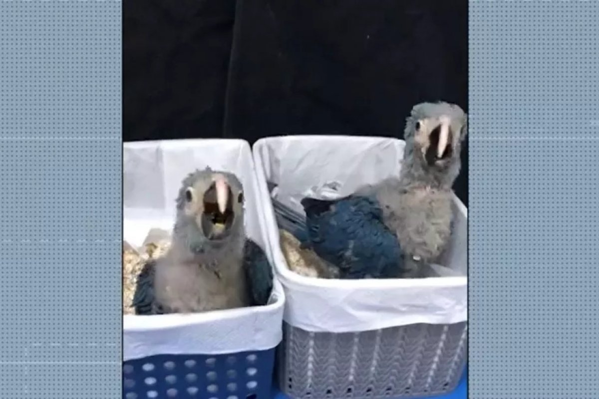 Araras-azuis vindas da Europa serão devolvidas à natureza no mês de junho na Bahia