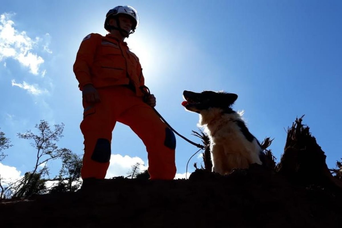Cão que salvou vidas em Brumadinho e Mariana morre por problemas de saúde
