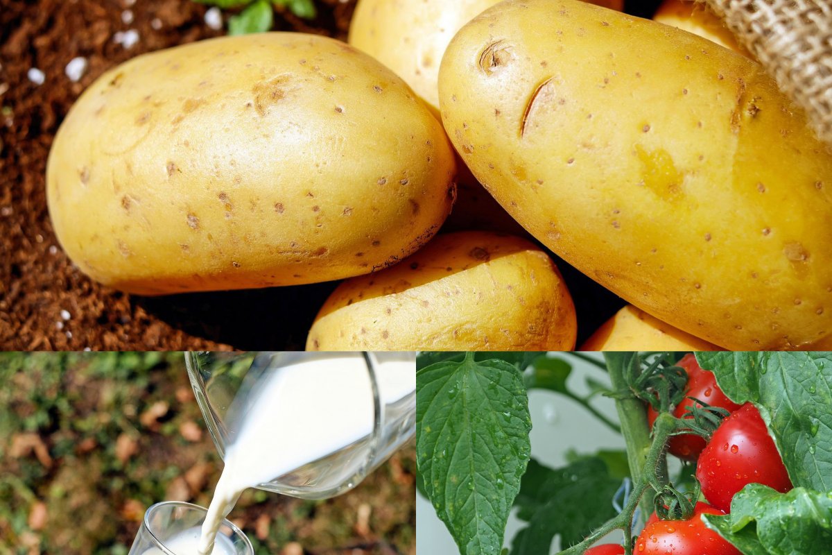 Batata, tomate e leite são os mais caros da cesta básica em abril