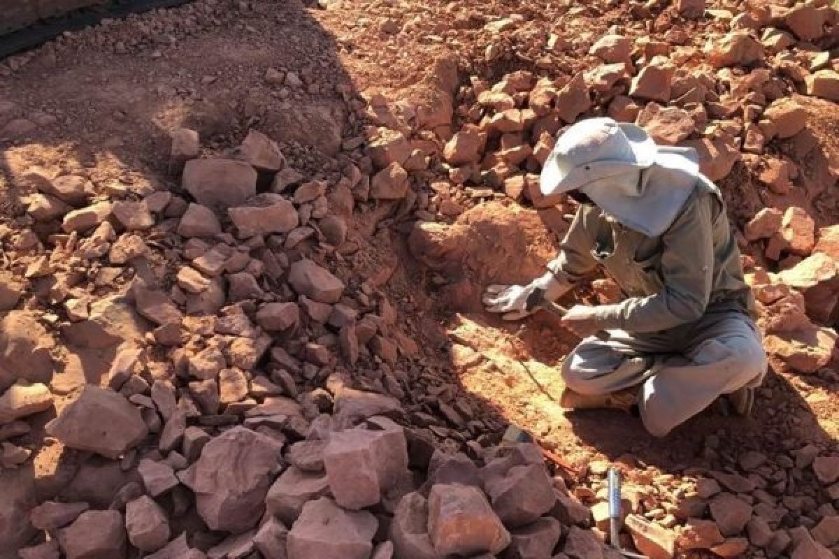 Pesquisadores e cientistas encontraram embriões super preservados de dinossauros na China