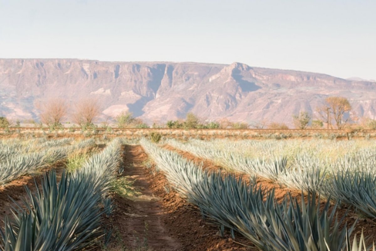 14 pessoas morrem após acidente de ônibus no México