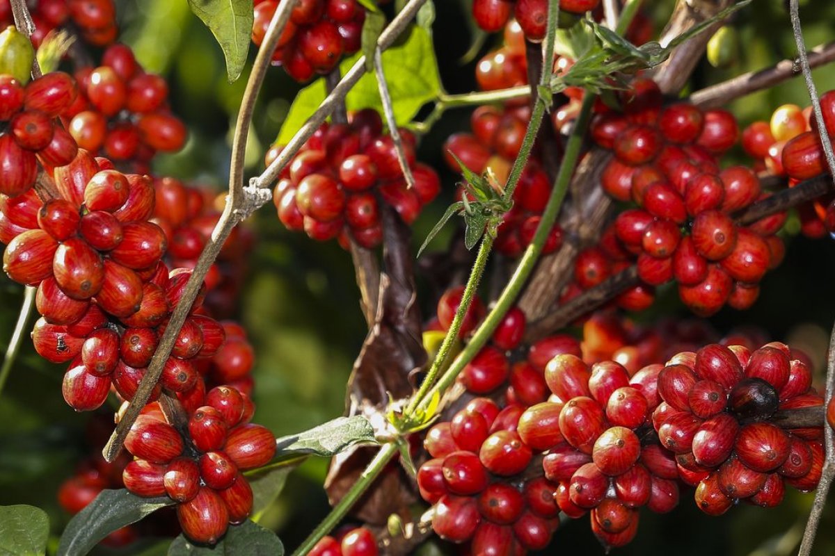 Safra de café pode chegar a 53,4 milhões de sacas em 2022, aponta Conab