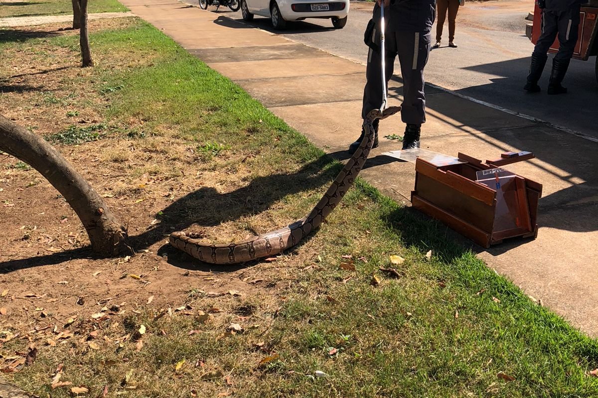 Vídeo: bombeiros resgatam cobra de 1,5 metro em parque de Barreiras