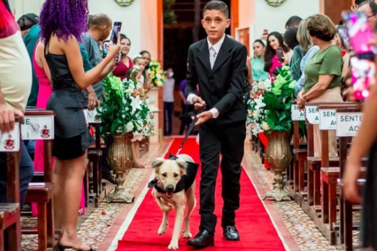 Padre encerra casamento após cães serem colados para levar alianças