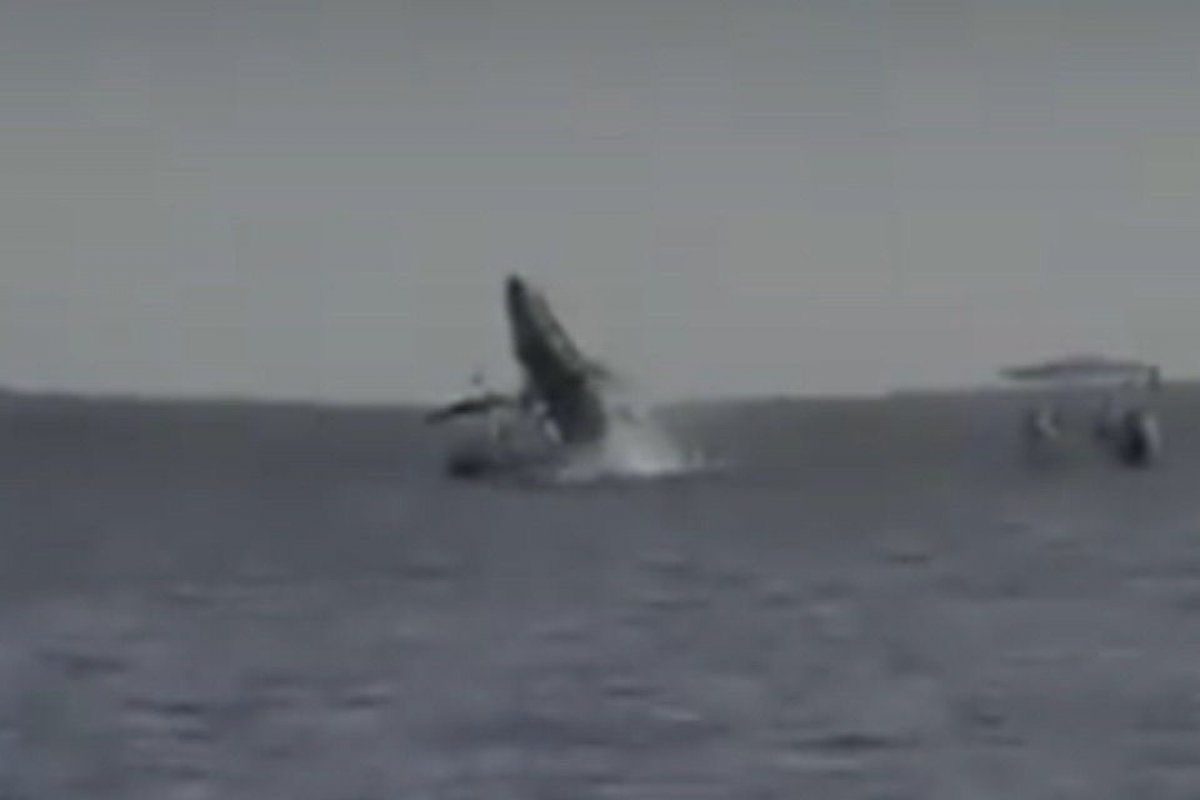 Vídeo: baleia salta e cai em cima de barco com turistas no México