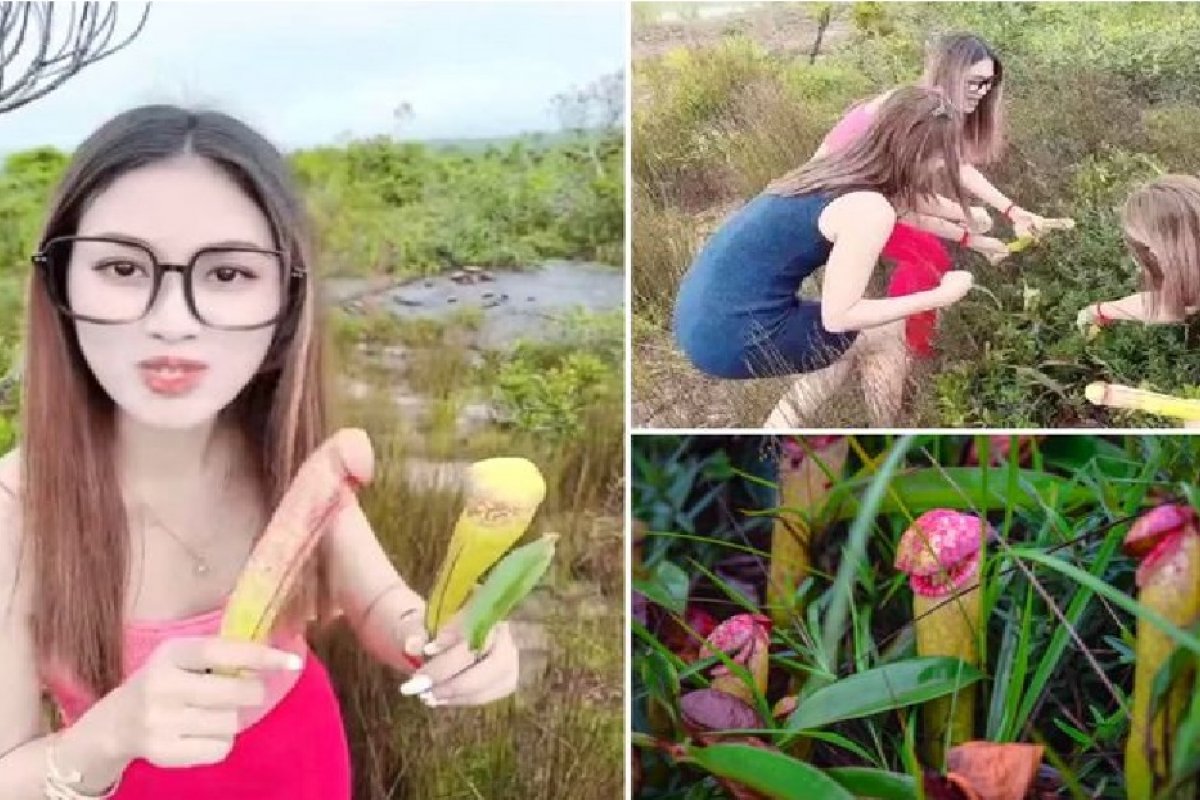 Governo do Camboja pede que pessoas parem de coletar "plantas pênis"