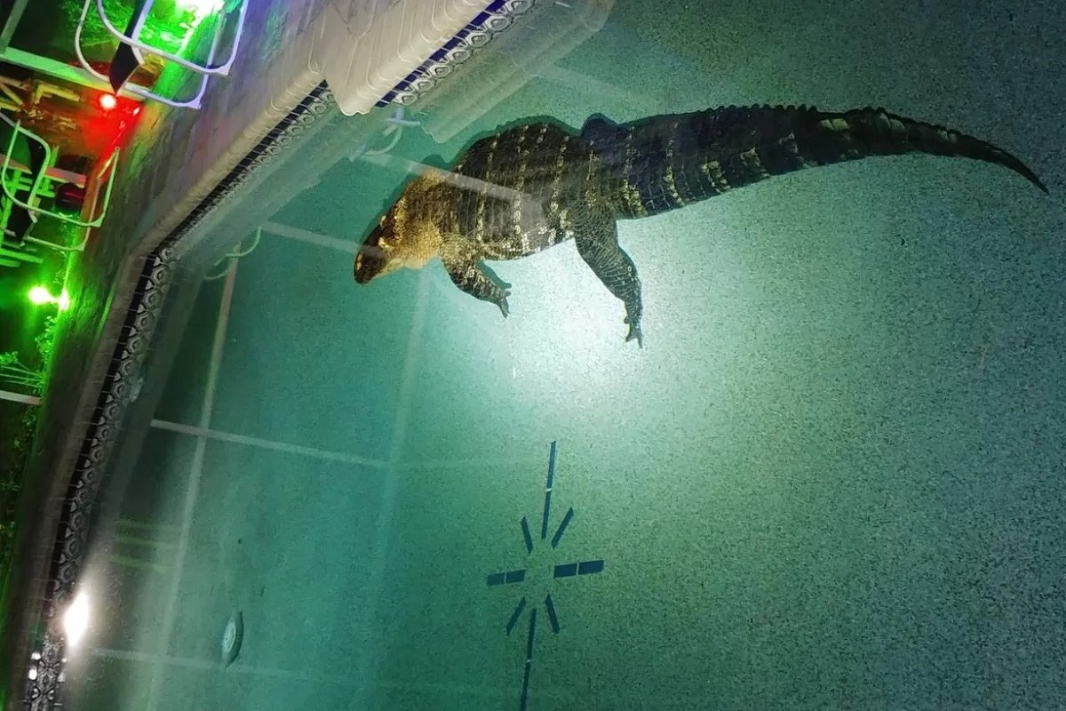 Família encontra crocodilo de 3 metros dentro da piscina nos EUA