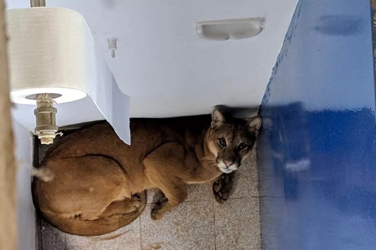 Vídeo: Criança encontra onça em banheiro de escola em Minas Gerais