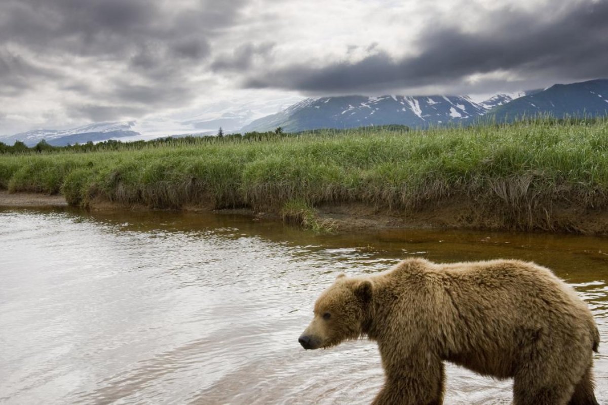 Após invadir rio e tirar selfie com ursos, três homens são condenados nos EUA
