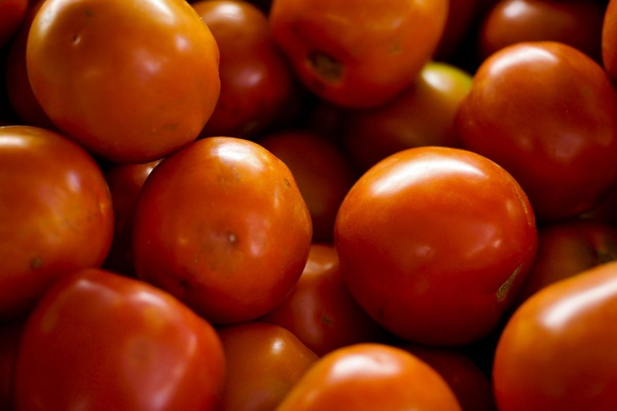 Pesquisadores criam tomate transgênico com vitamina D equivalente a de 2 ovos