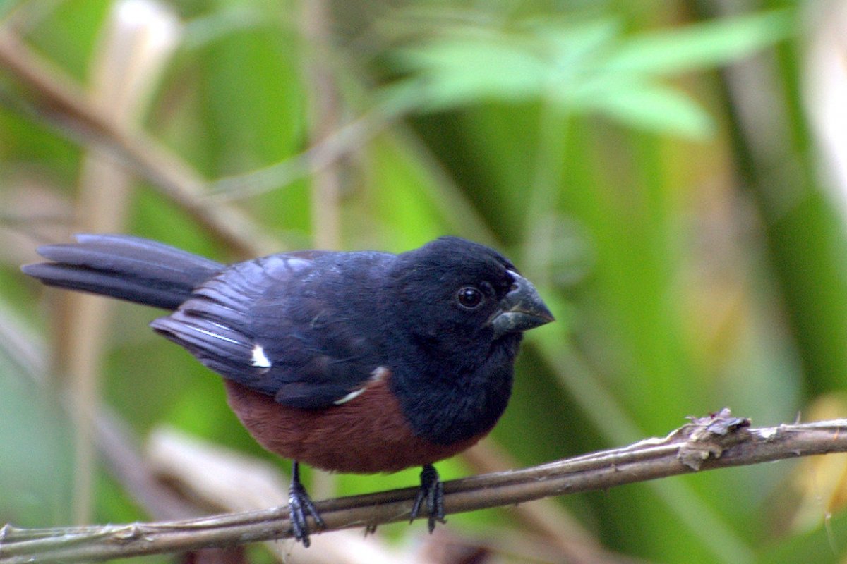 Justiça condena homem que furtou pássaro curió por 'fome'