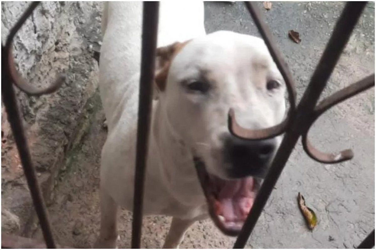 Camaçari: homem morre após ser atacado por Pitbull