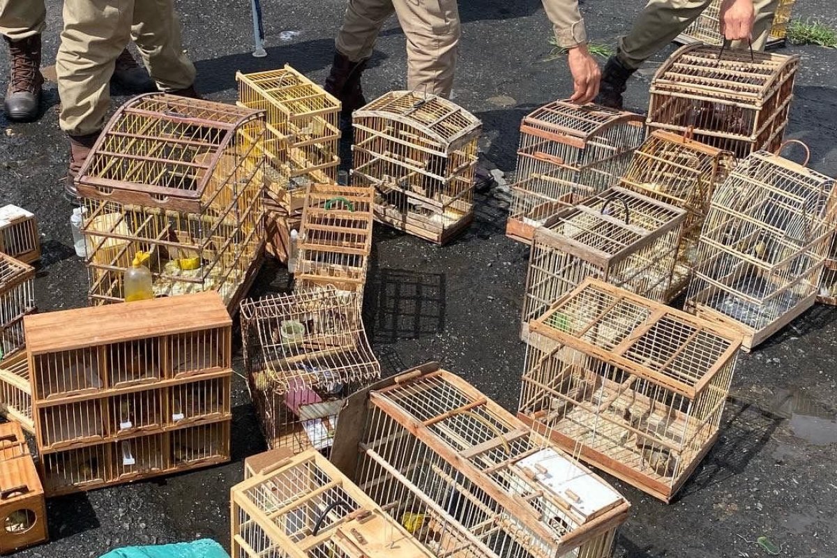 PM resgata mais de 160 animais silvestres em Feira de Santana