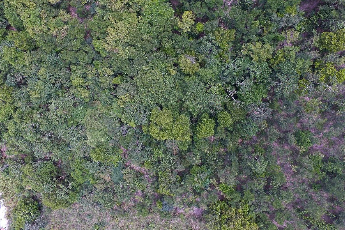 Na véspera do Dia Nacional da Mata Atlântica, Instituto e entidade reforçam importância de preservação do bioma