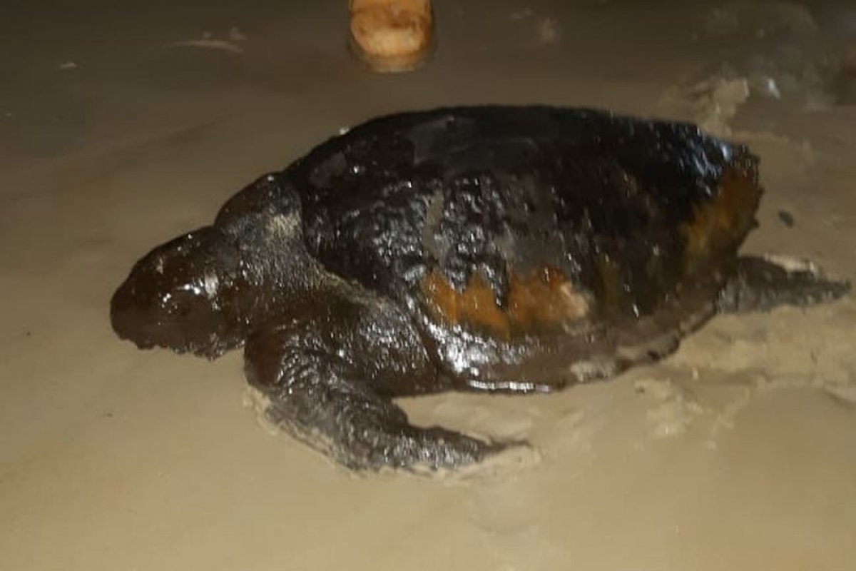 Tartaruga coberta de óleo é achada em praia de Ilhéus