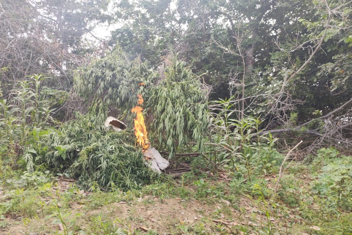 4.700 pés de maconha são erradicados em ilha do Rio São Francisco (BA)