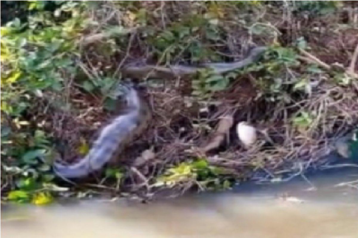 Pescadores encontram 3 sucuris gigantes tomando sol em barranco de rio no Mato Grosso do Sul