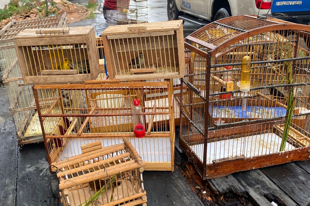 Onze suspeitos são presos por comercializar aves silvestres em Salvador