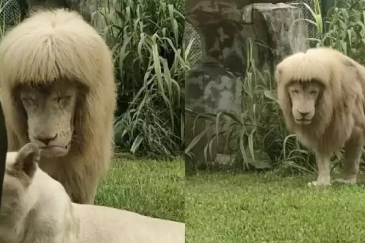 Leão de franja viraliza na web após fazer sucesso em zoológico da China