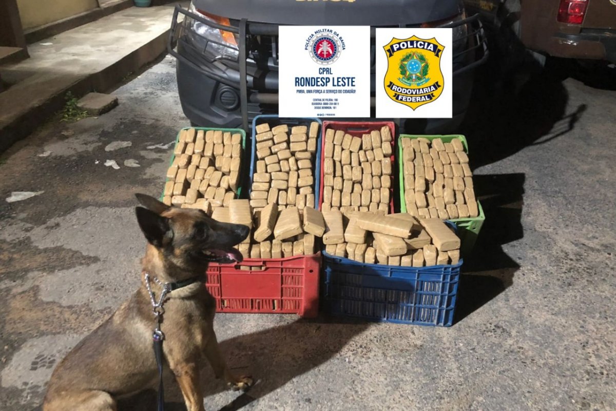 Mais de R$ 15 milhões em drogas foram apreendidos, nos últimos 30 dias, na capital e interior da Bahia