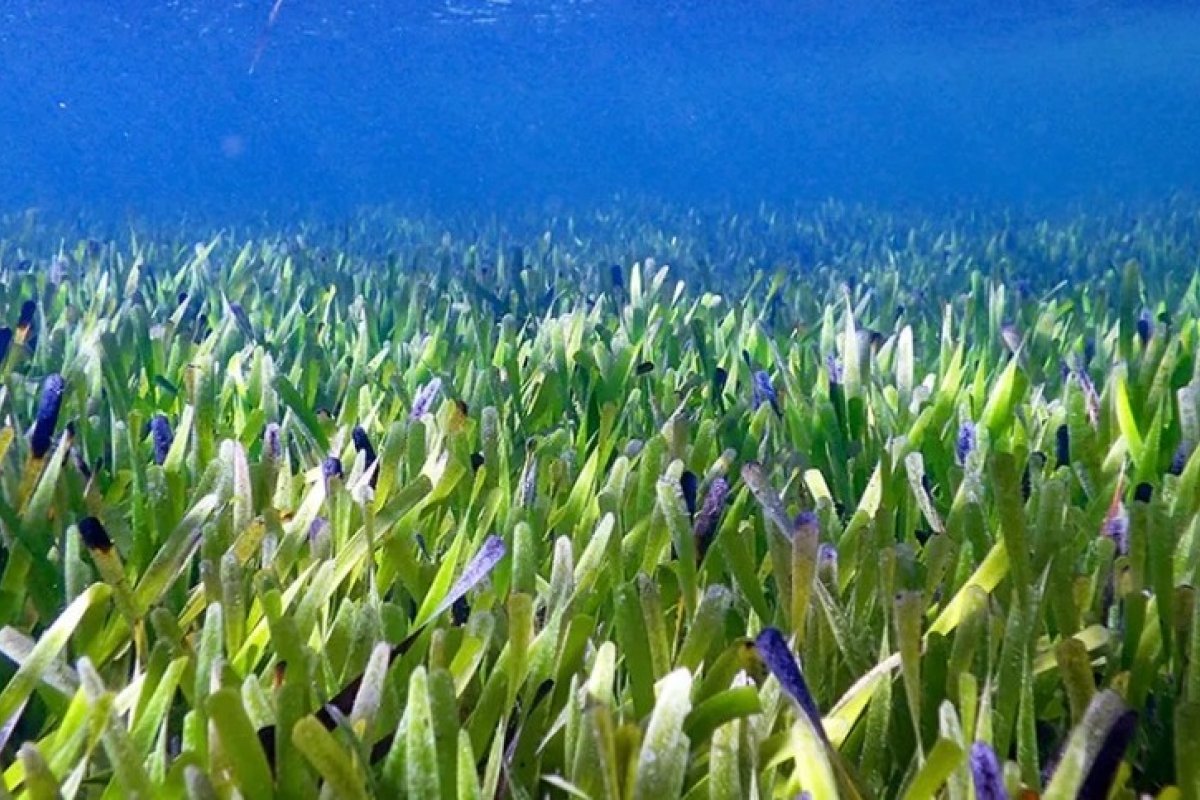 Cientistas descobrem maior planta do mundo na Austrália; confira tamanho