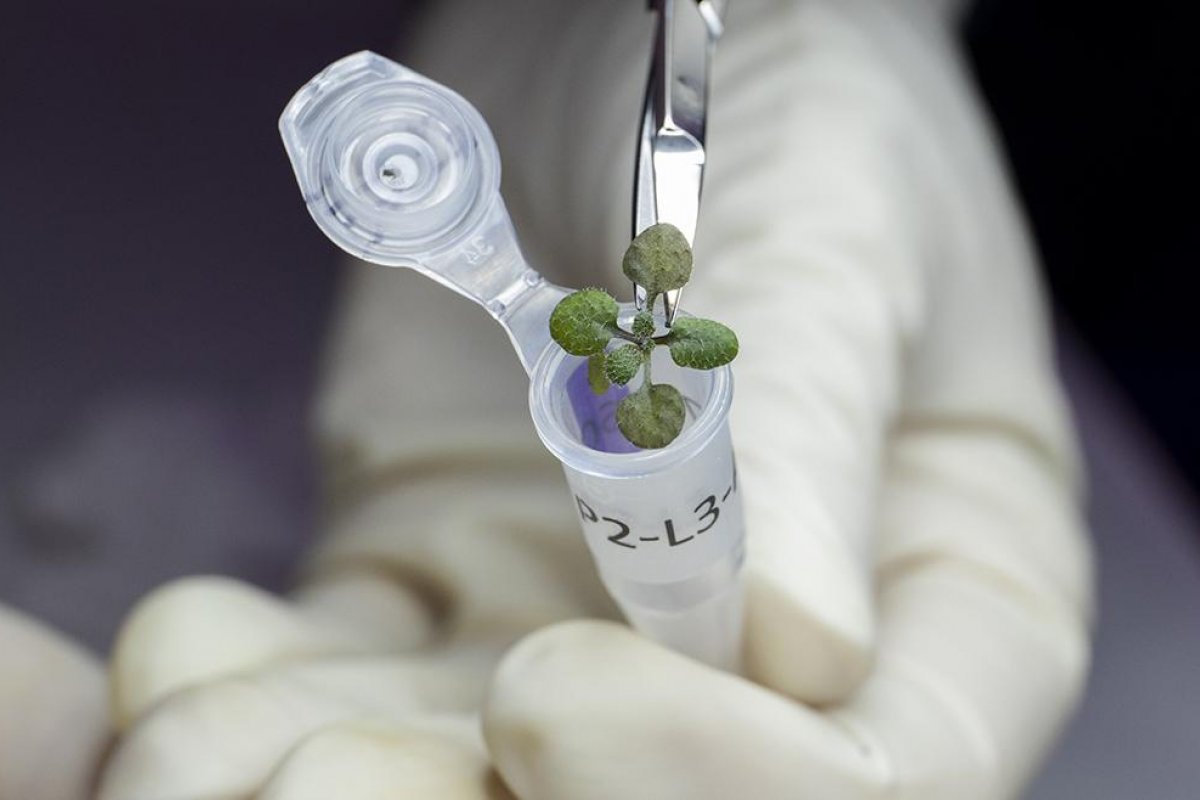 Cientistas cultivam plantas em solo lunar pela primeira vez