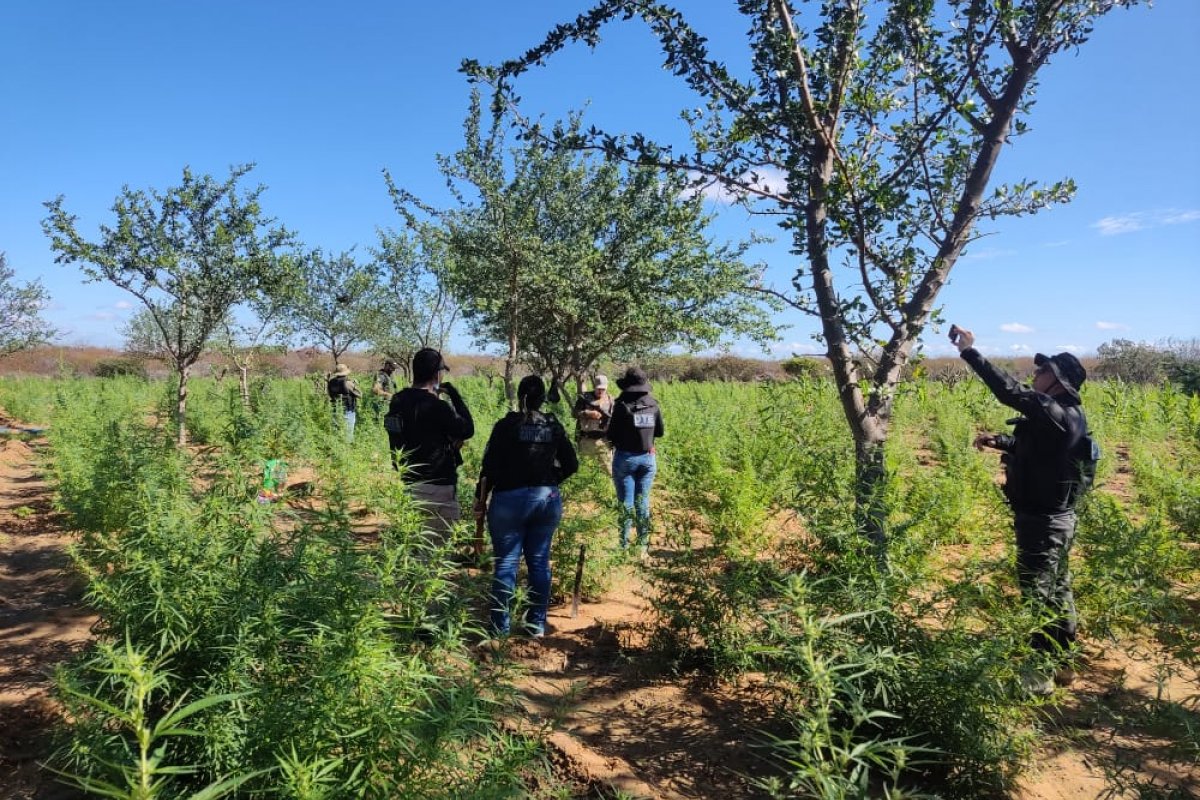 Plantação com 30 mil pés de maconha é erradicada em Juazeiro