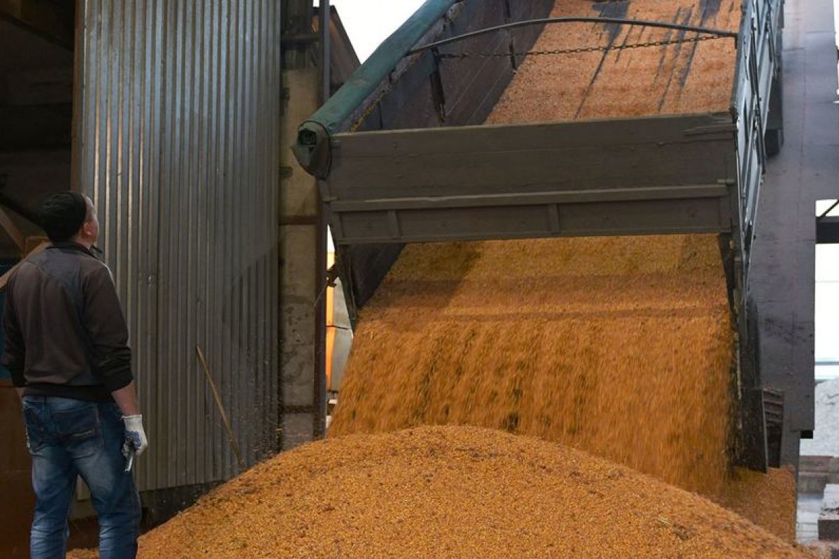 Preço do trigo subiu mais de 56% em um ano, aponta ONU