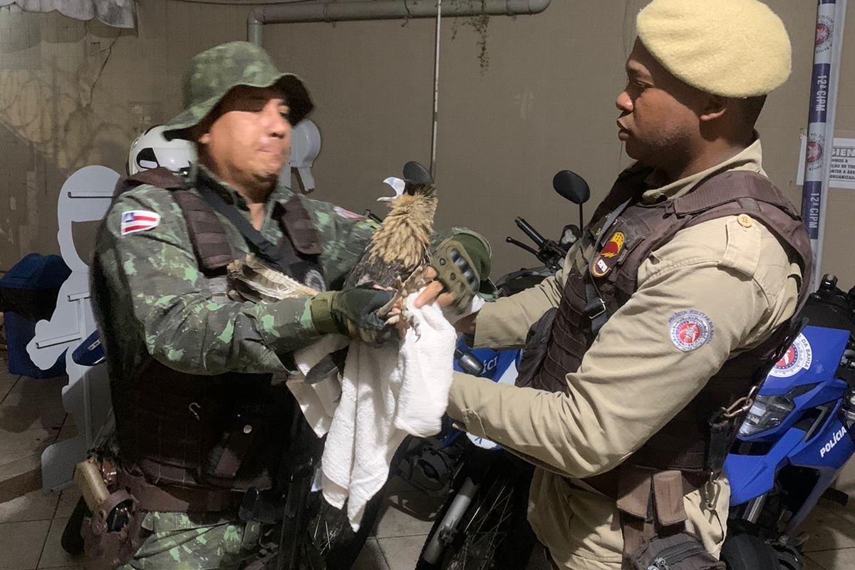 Policiais resgatam carcará em residencia no Rio Vermelho, em Salvador