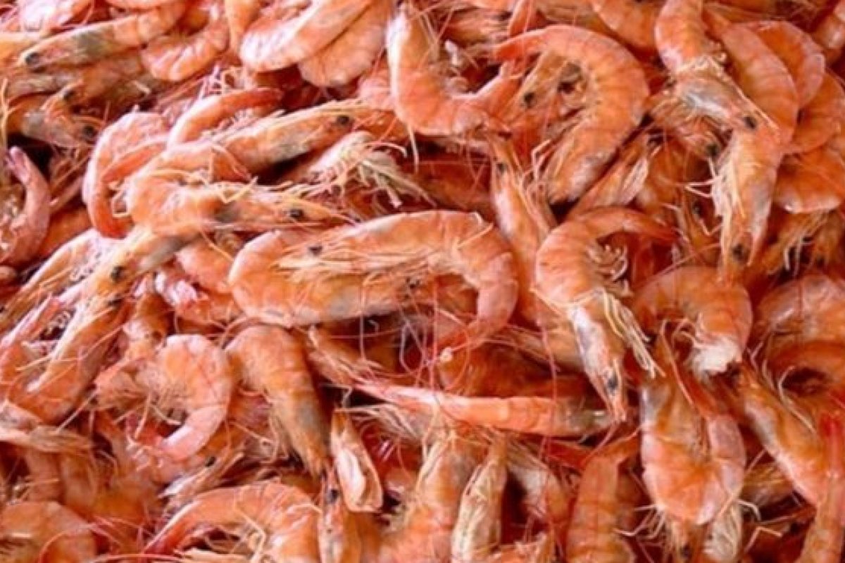 Pescado de camarão e lagosta volta a ser permitido no Nordeste