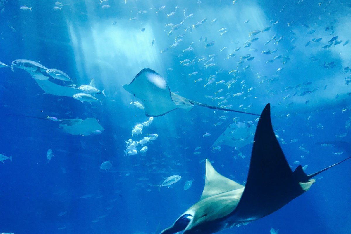 Dia Mundial dos Oceanos: ONU alerta para necessidade de revitalizar os mares