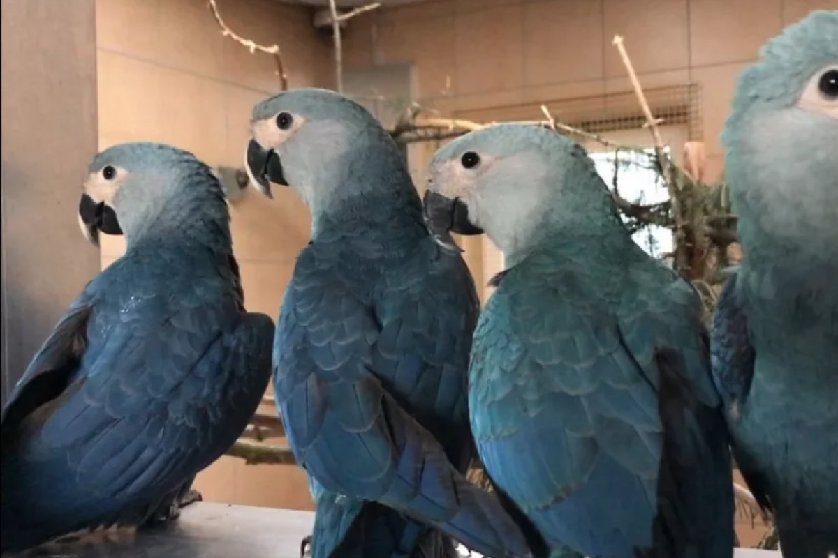 Soltura de oito ararinhas-azuis é bem sucedida no interior da Bahia