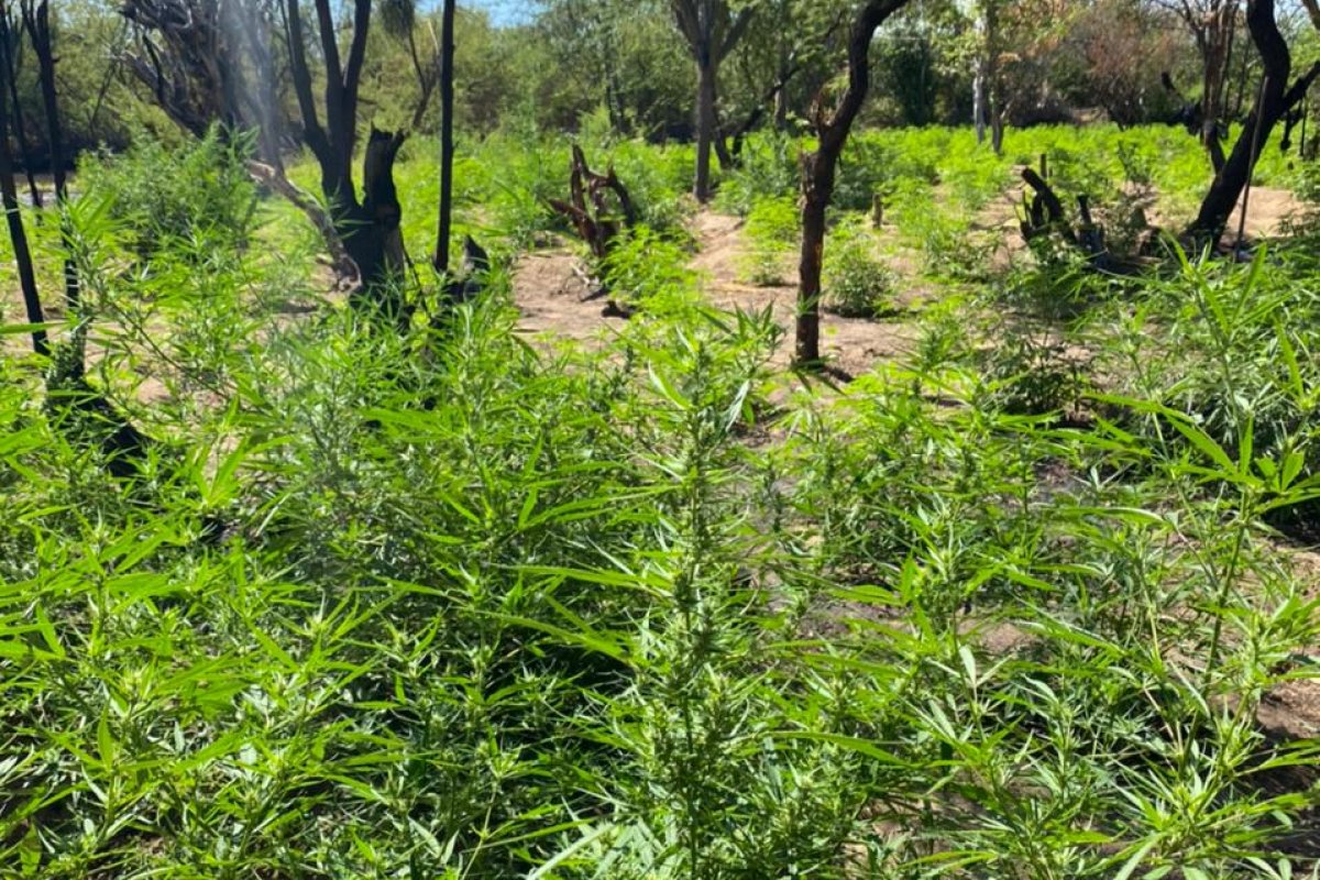 Vídeo: operação destrói mais de meio milhão de pés da maconha no 1º trimestre