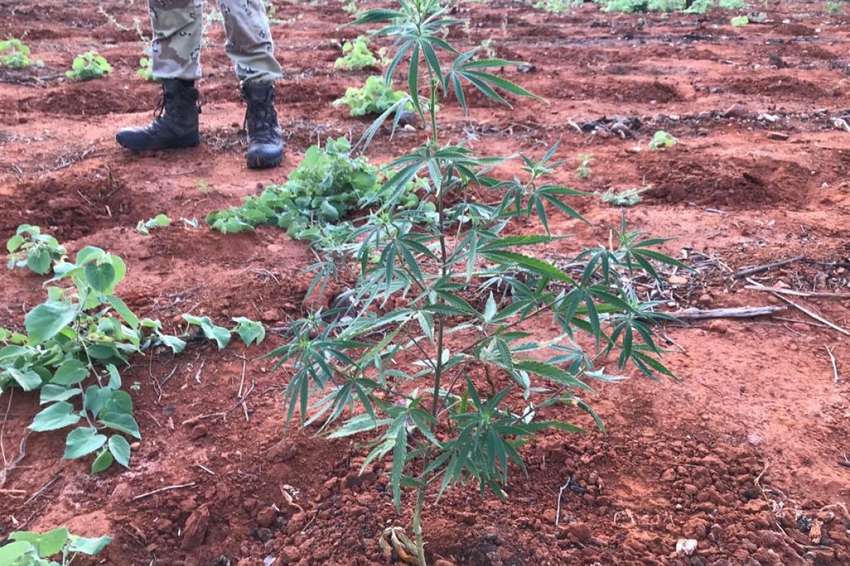 Polícia Federal deflagra operação para erradicar plantio de maconha em Livramento de Nossa Senhora