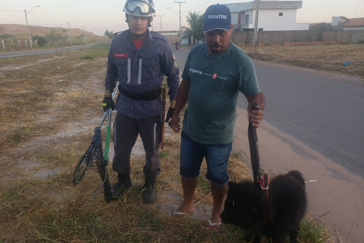 Cachorro é resgatado por bombeiros em bueiro após três dias desaparecido