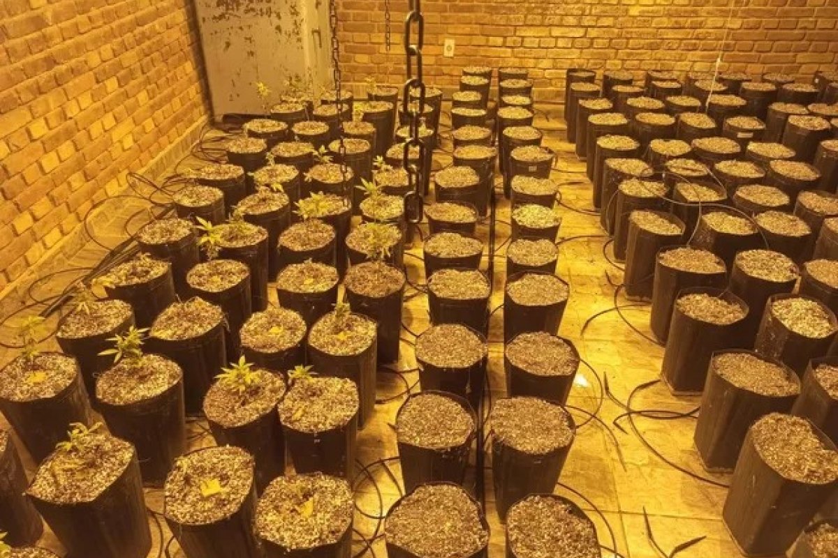 PF prende homem em flagrante e encontra produção de haxixe em Bragança