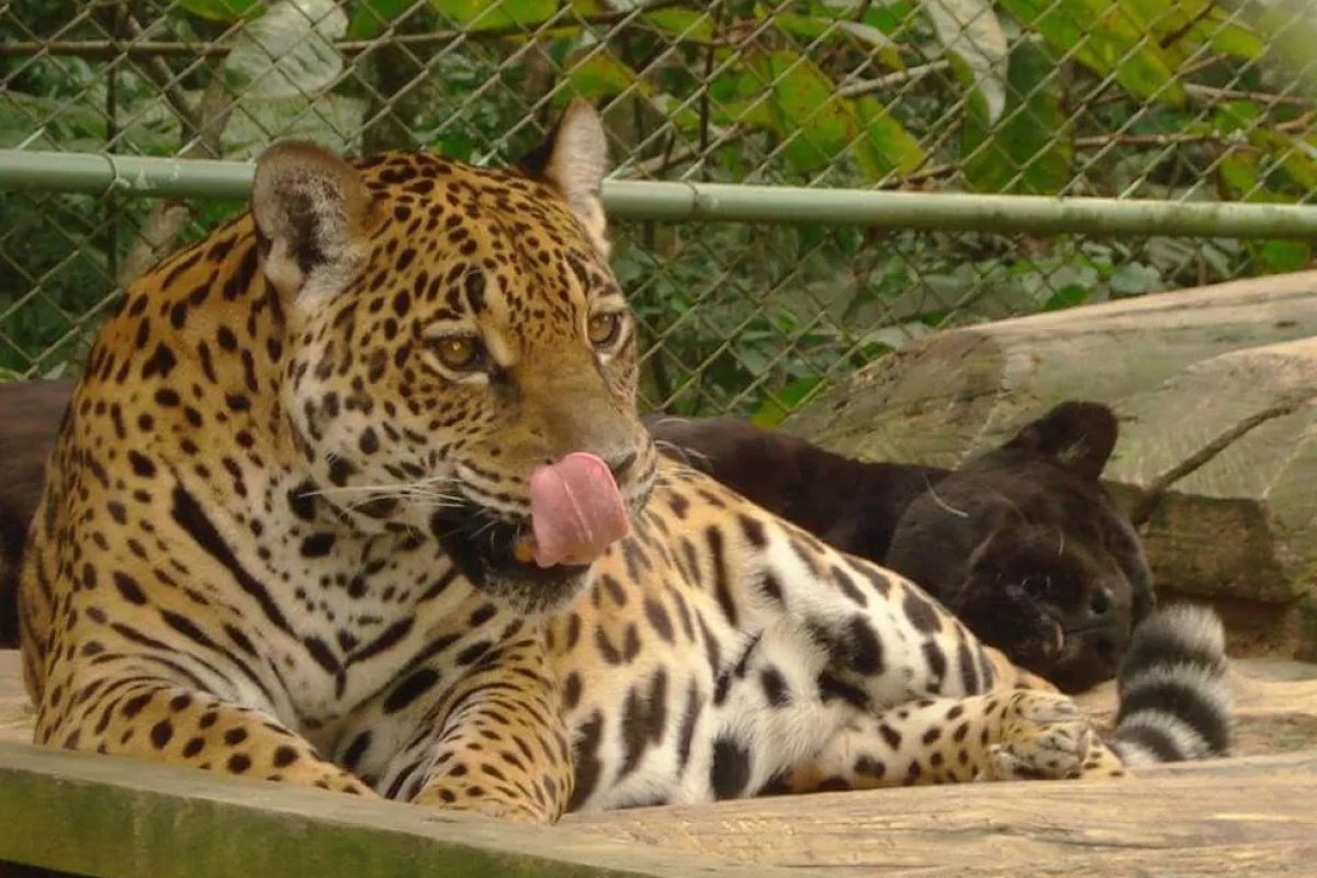 Onça-pintada mais velha do Brasil morre aos 25 anos em Santa Catarina