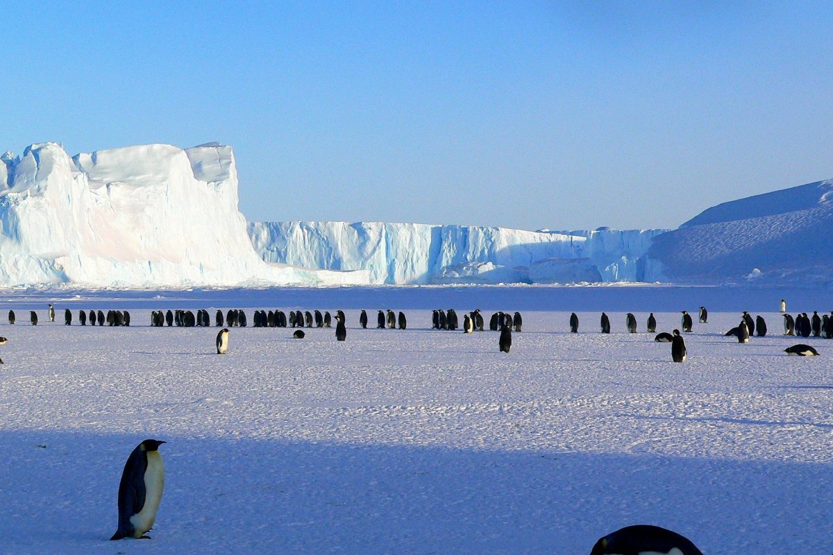 Cientistas descobrem novas espécies vivendo em rio abaixo de gelo na Antártica