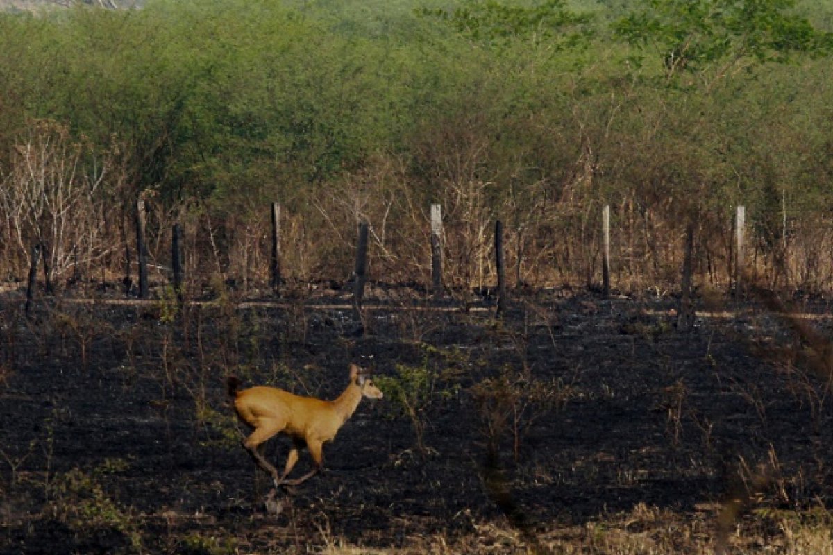 Mês de outubro registra baixo índice de queimadas na Amazônia