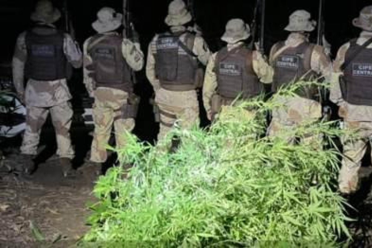 Quase 680 mil pés de maconha foram apreendidos em operações no norte da Bahia
