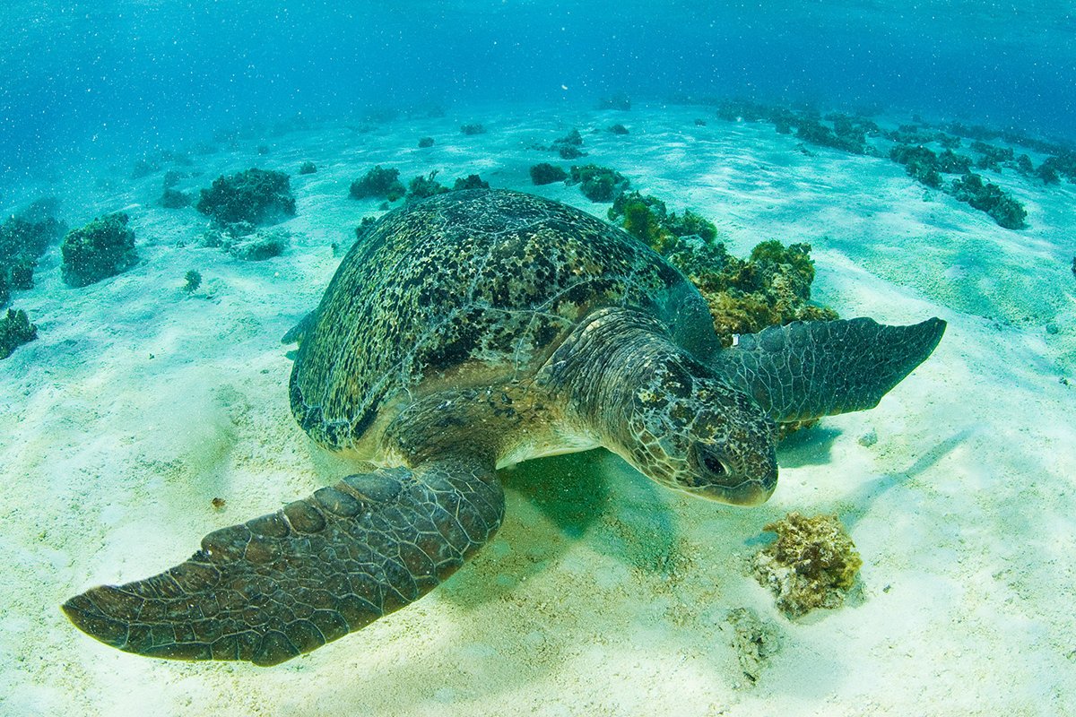 Tartaruga-verde deixa lista de animais ameaçados de extinção