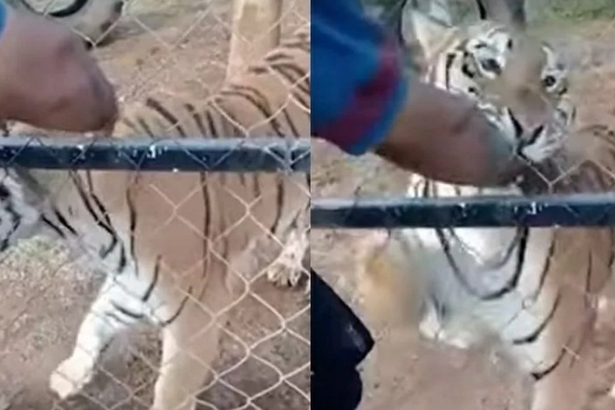 Tratador de tigre morre após ser mordido pelo felino durante refeição